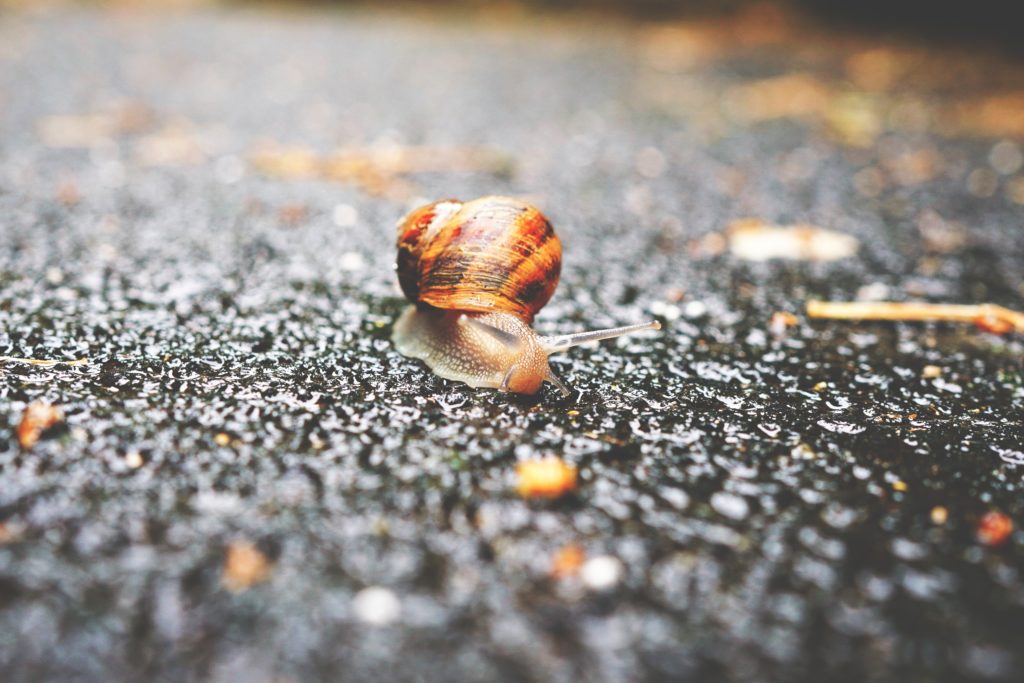 Comment Extraire La Bave Descargot Naturellement Bave d'Escargot Bio : Comment Rajeunir de 20 ans ? - Pranaloé